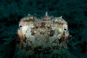 Cuttlefish Snoot: No edits from RAW file by Tony Cherbas 